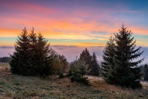 Sunrise with intense morning red on Rauhhügel, spruces on mountain meadow, morning mist in the