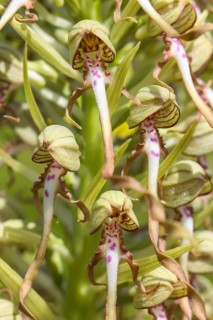 Goat's tongue (Himantoglossum hircinum), inflorescence with open white-purple flowers, orchids,