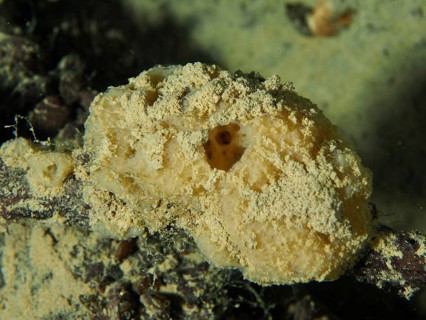 A yellow freshwater sponge, river sponge (Ephydatia fluviatilis) lies on the sandy bottom. Dive