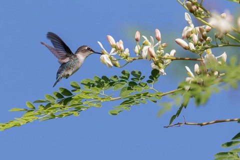 Bee Hummingbird (Mellisuga helenae) feeding at a flower in Cuba