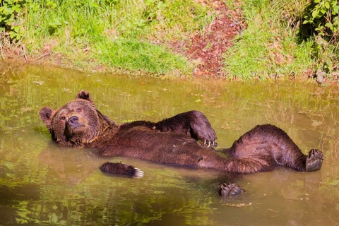 An adult male brown bear (Ursus arctos arctos) bathing completely relaxed in a pond