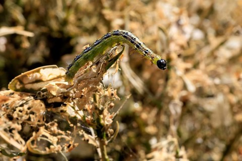 Box tree moth (Cydalima perspectalis), caterpillar, feeding on boxwood, clear feeding, Ellerstadt,