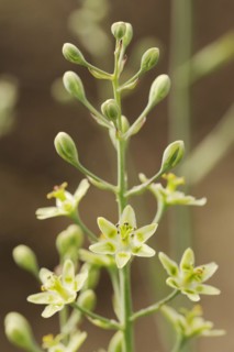 Ornamental yoke lily or yoke flower (Anticlea elegans, Zigadenus elegans), flowers, native to North