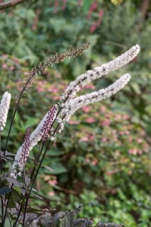 Silver primrose (Actaea simplex 'Chocoholic'),  Germany