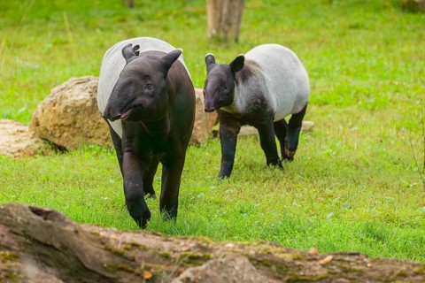 A female Malayan tapir (Acrocodia indica) runs across a green meadow with her young