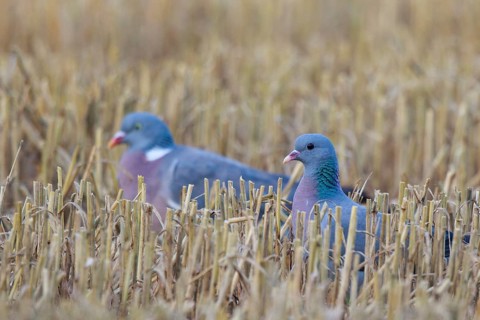 Stock Dove & Common Wood Pigeon (Columba oenas & Columba palumbus), North Rhine-Westphalia, Germany