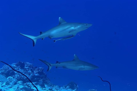 Two grey reef sharks glide gracefully through the clear blue waters of the Maldives. The stunning