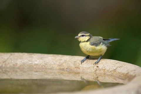 Blue tit (Cyanistes Caeruleus) adult garden bird drinking water from a bird bath in summer,