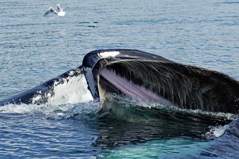 The wide open mouth of a humpback whale bubblefeeding, bristles, Inside Passage, Juneau, Alaska,