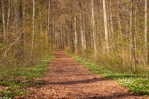 A quiet forest trail surrounded by trees, crossed by sunshine, e-bike tour, Aidlingen, Hecken and