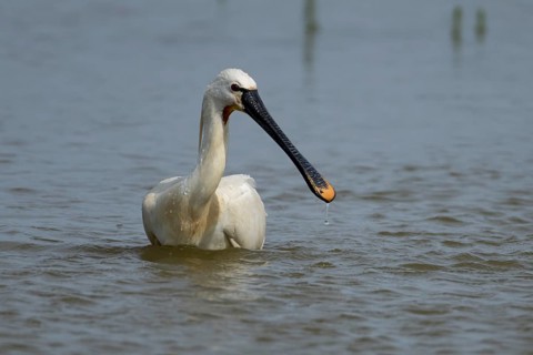 Eurasian spoonbill (Platalea leucorodia) adult bird in a shallow lagoon, England, United Kingdom