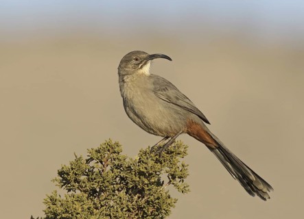 Crissal Thrasher (Toxostoma crissale), New Mexico, USA
