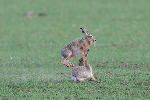 European hare (Lepus europaeus) mating season, so-called gathering time, hares fighting with each