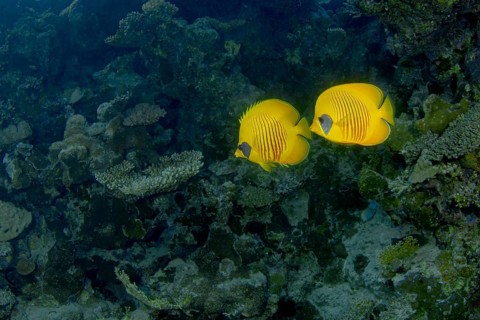 Two Bluecheek Butterflyfish (Chaetodon semilarvatus) elegantly swim above a vibrant coral reef,