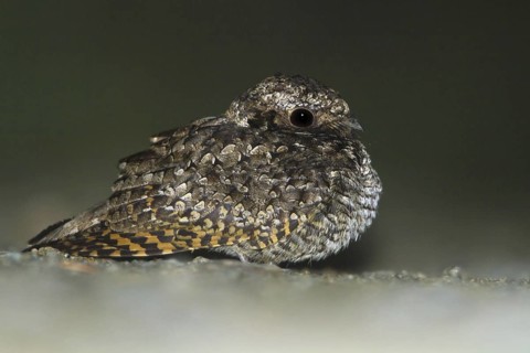Common Poorwill (Phalaenoptilus nuttallii), British Columbia, Canada