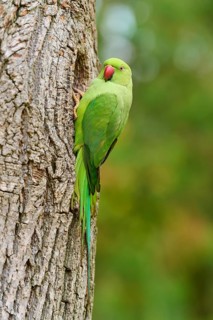 Green collared parakeet (Psittacula krameri), at the nesting cavity of a tree, Baden-Württemberg,