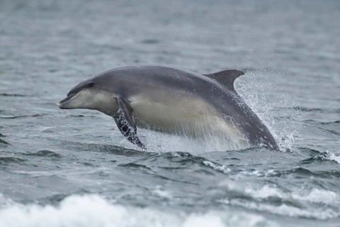 Common bottlenose dolphin (Tursiops truncatus) adult marine mammal leaping out of the sea,