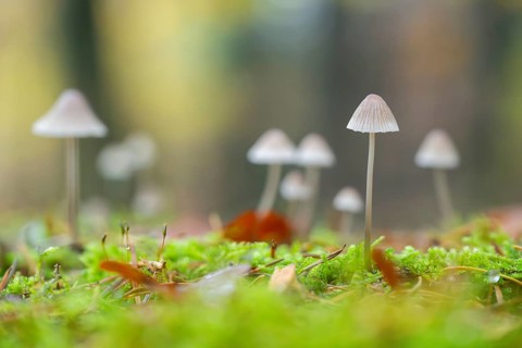 Milky mycena (Mycena galopus) mushroom in a forest in autumn, Bavaria, Germany