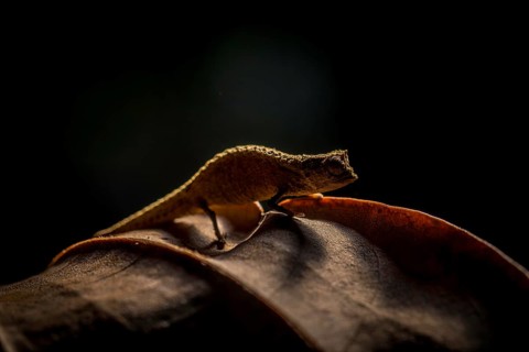 Newly described chameleon species, Brookesia nofy from the lowland rainforests of eastern