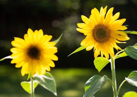 Sunflower (Helianthus annuus), yellow sunflower blossom with green leaves, in garden, Hesse,