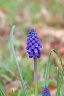 Grape hyacinth (Muscari latifolium), blue flower, early bloomer, spring, Wilnsdorf, North