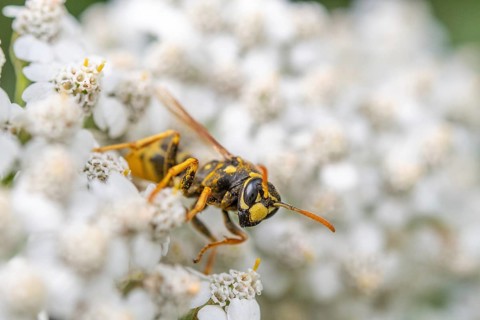 A yellow and black Wasp sits on a white flower. The flower is surrounded by many other white