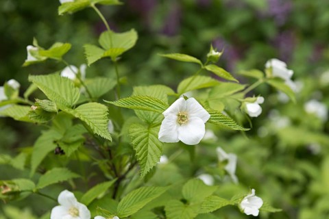 Sham Kerrie (Rhodotypos scandens), Treptower Park Berlin
