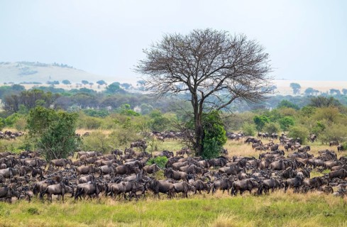 Wildebeest (Connochaetes taurinus), migrating herd of wildebeest, Great Migration at the Mara