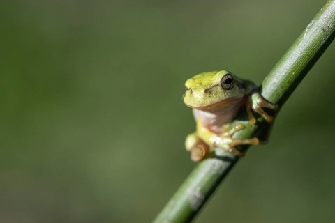 Tree frog (Hyla arborea), Lower Saxony, Germany