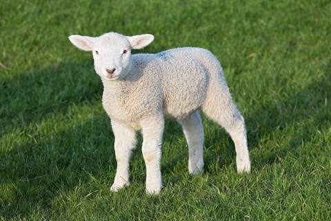 Domestic sheep (Ovis gmelini aries), lamb standing in a meadow, young animal, baby animal,