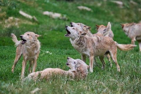 Timber Wolf (Canis lupus), howling group of wolves, captive, Germany