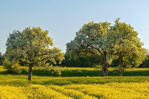 Pear trees (Pyrinae, Pyrus) behind a rape field (Brassica napus), blossom, spring, Meßkirch, Upper