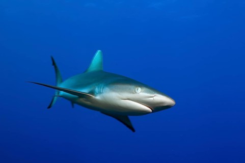 Underwater photo Grey reef shark (Carcharhinus amblyrhynchos) Predator fish swimming through open