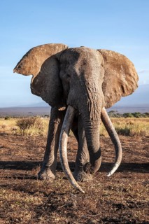 African elephant (Loxodonta africana), the famous Super Tusker elephant Craig, old male with long