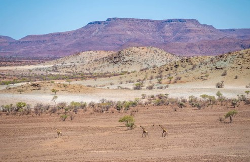 Three Angola giraffes (Giraffa giraffa angolensis) in dry desert landscape with table mountains,