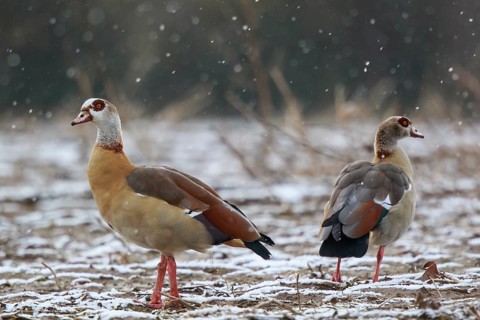 Egyptian Goose (Alopochen aegyptiaca) pair, North Rhine-Westphalia, Germany