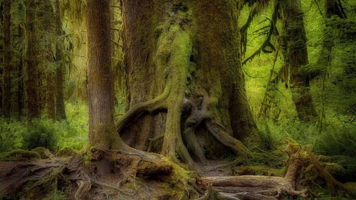 United States, Oregon, Hoh Rain Forset, Olympic National Park, Hoh Rain Forest, Oregon, USA