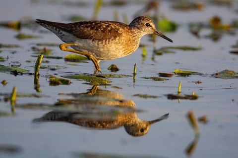 Spotted Redshank (Tringa erythropus) Hungary
