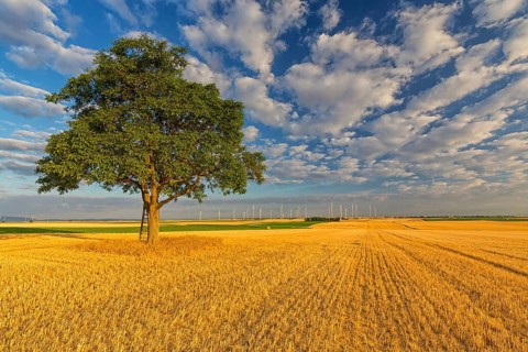 Tree in cornfield, dramatic sky, late summer, cumulus clouds, blue sky, plateau Oberflörsheim,