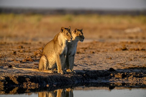 Two lionesses (Panthera leo) in the morning light at the Nxai Pan waterhole, Nxai Pan National