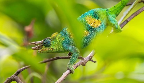 Three-horned chameleon (Trioceros jacksonii), male, between leaves on a branch, Bwindi Impenetrable