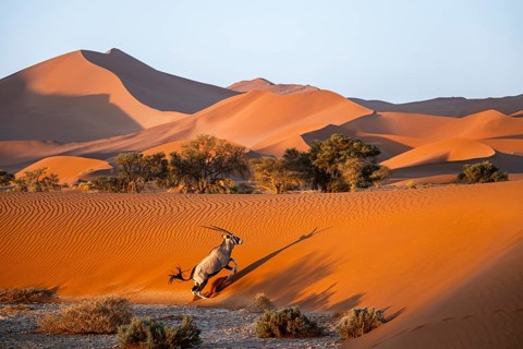 Oryx gazella, oryx antelope walking in front of the red sand dunes of the Namib Desert, Sossusvlei