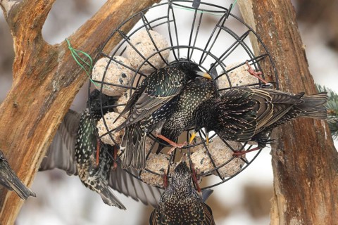 Starling (Sturnus vulgaris) at winter feeding in the forest, Allgäu, Bavaria, Germany, Allgäu,