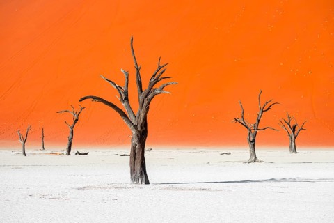 Dead camel thorn trees (Vachellia erioloba), red sand dunes, white salt pan, Dead Vlei, Sossusvlei,