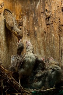 Eurasian Wryneck (Jynx torquilla) feeding chicks in nesting box, Saxony, Germany
