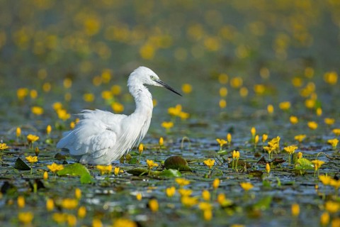 Little Egret (Egretta garzetta) Hungary