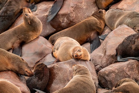 Seal colony, fur seal, Cape fur seal (Arctocephalus pusillus), Cape Cross, Atlantic coast, Namibia