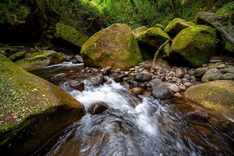 Mhlwazini River flows through thick forest, original mountain forest, Rainbow Gorge,