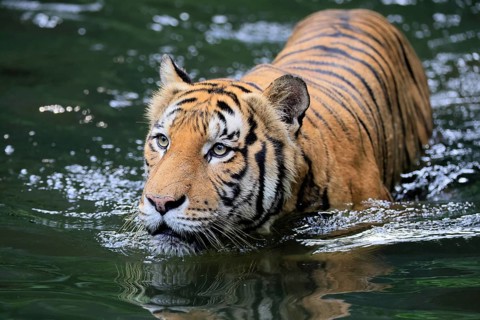 Malaysia tiger (Panthera tigris jacksoni), adult, in water, alert, Malaysia, Southeast Asia
