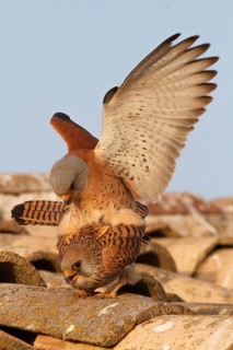 Lesser Kestrel (Falco naumanni), pair mating, Castile-La Mancha